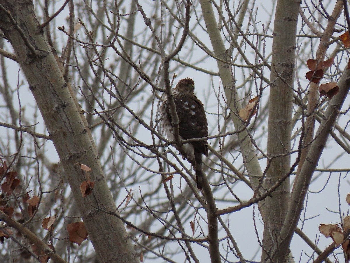 Cooper's Hawk - ML645572068