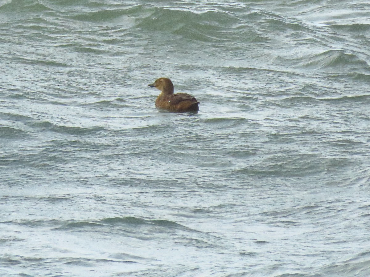 Éider Real - ML645572075