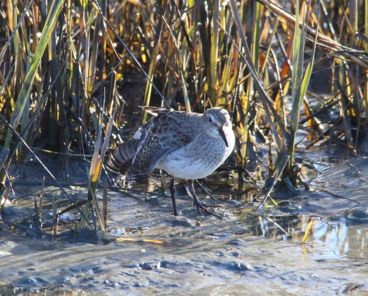 Bonaparte txirria - ML645572078