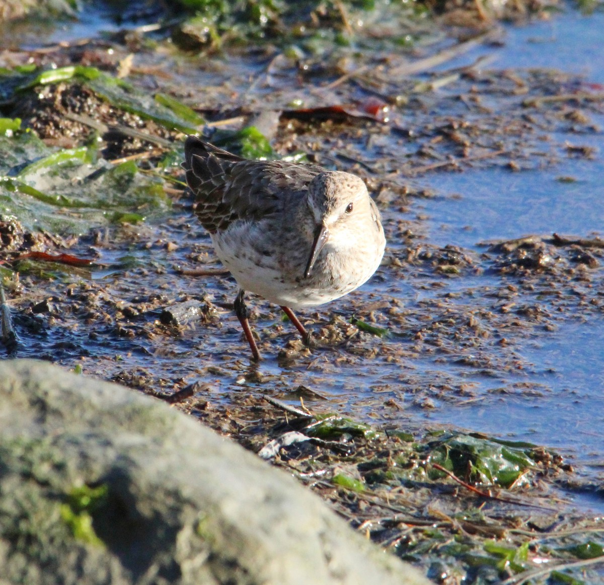 Bonaparte txirria - ML645572079