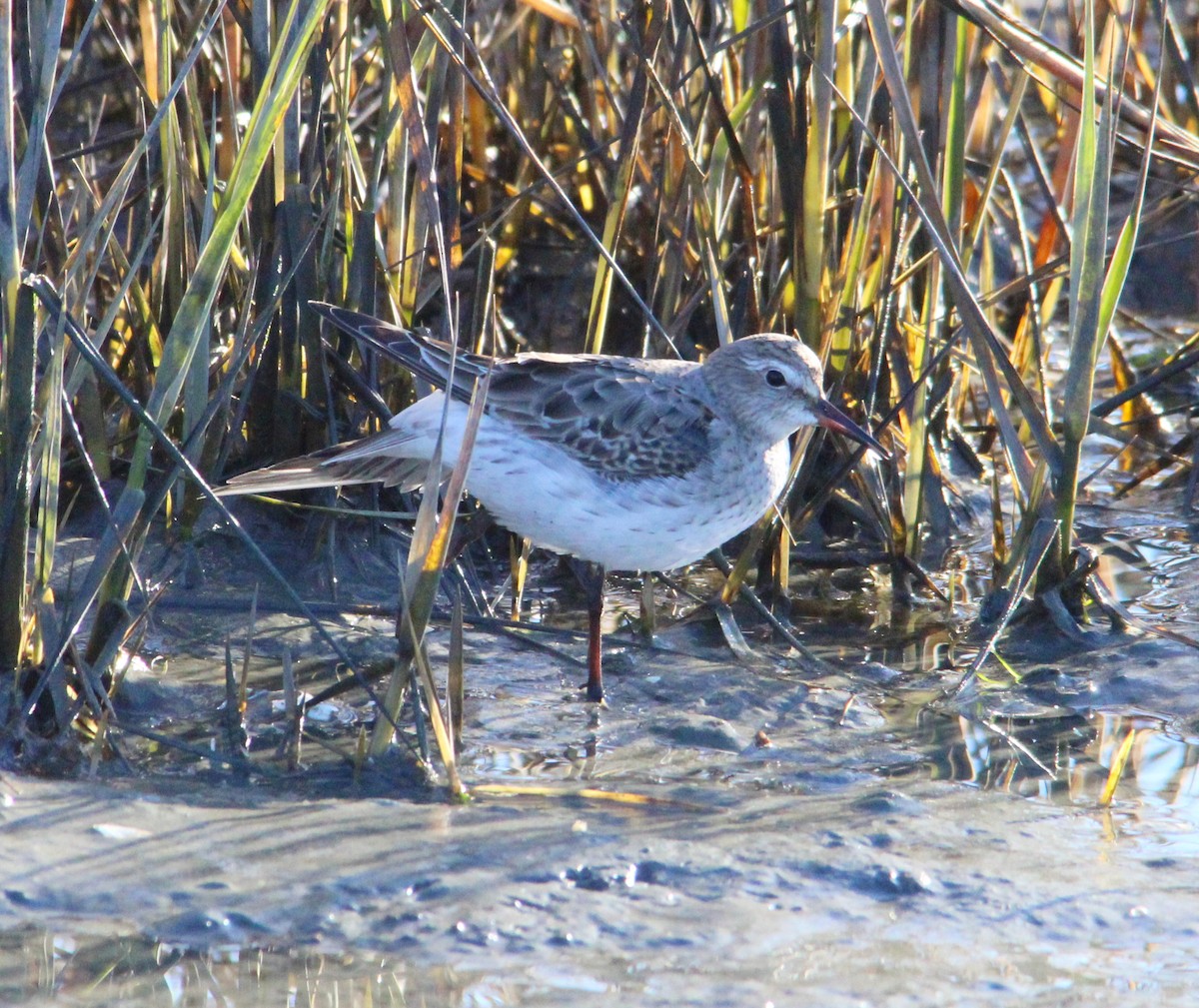 Bonaparte txirria - ML645572080