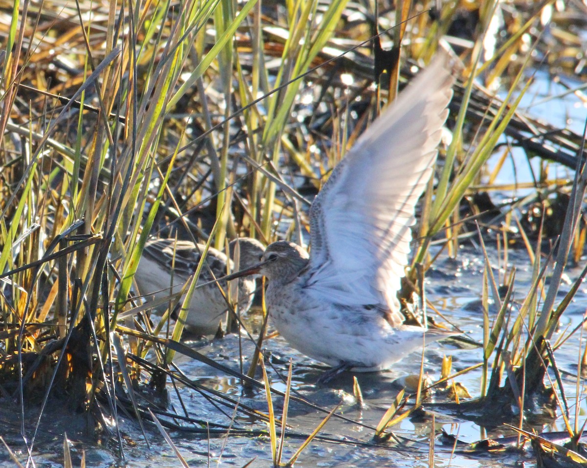 Bonaparte txirria - ML645572082