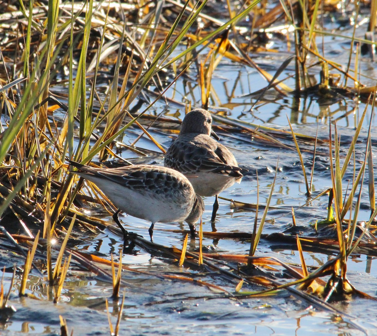 Bonaparte txirria - ML645572083