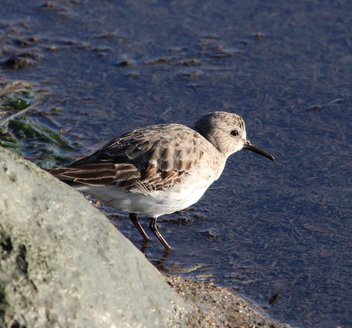 Bonaparte txirria - ML645572084