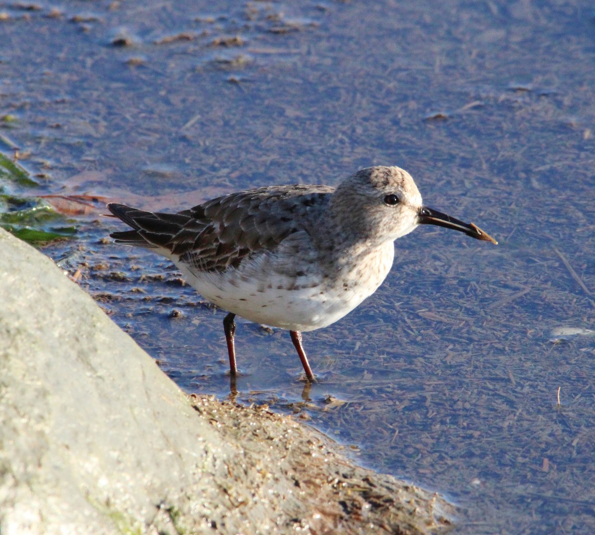 Bonaparte txirria - ML645572085