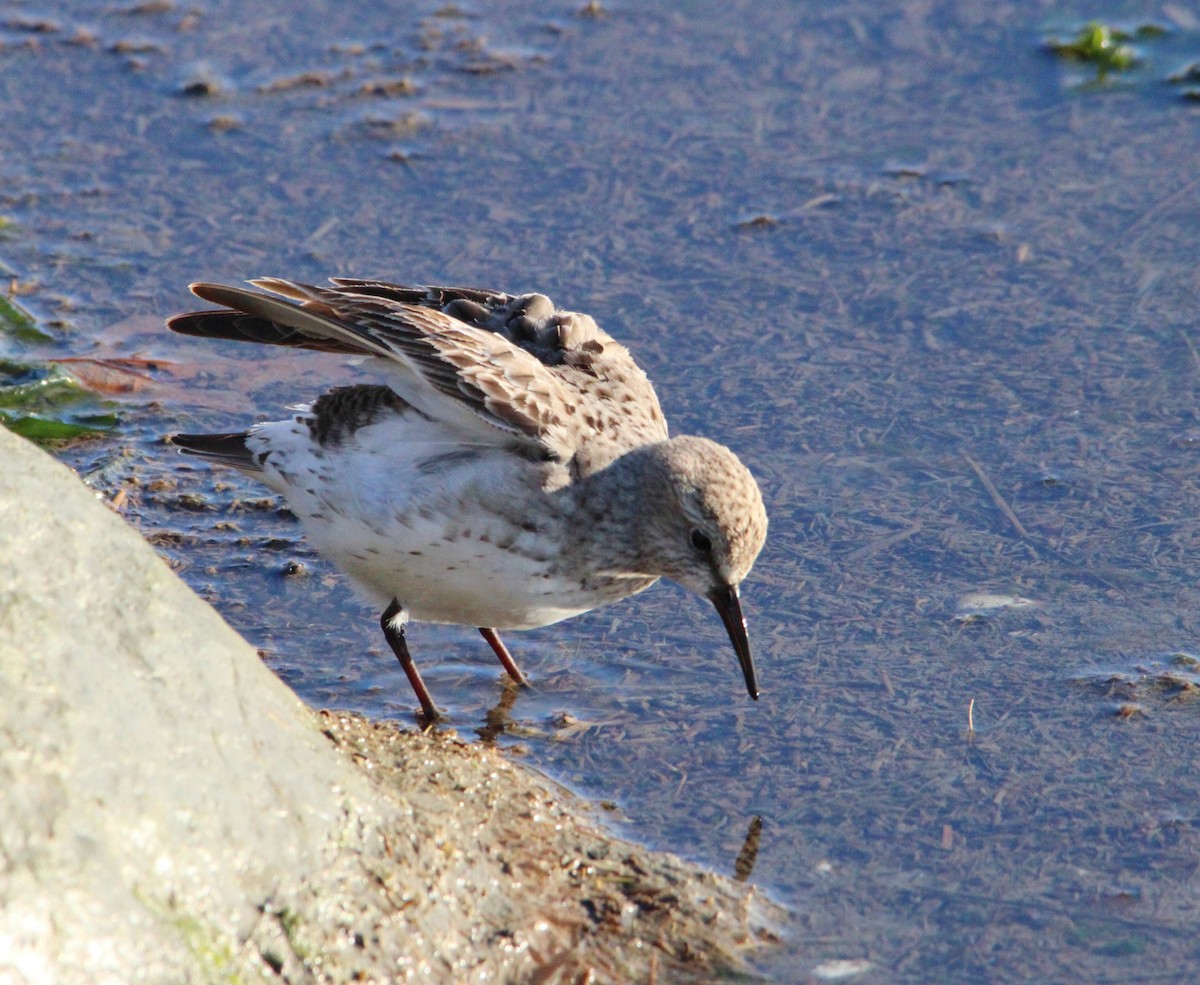 Bonaparte txirria - ML645572086