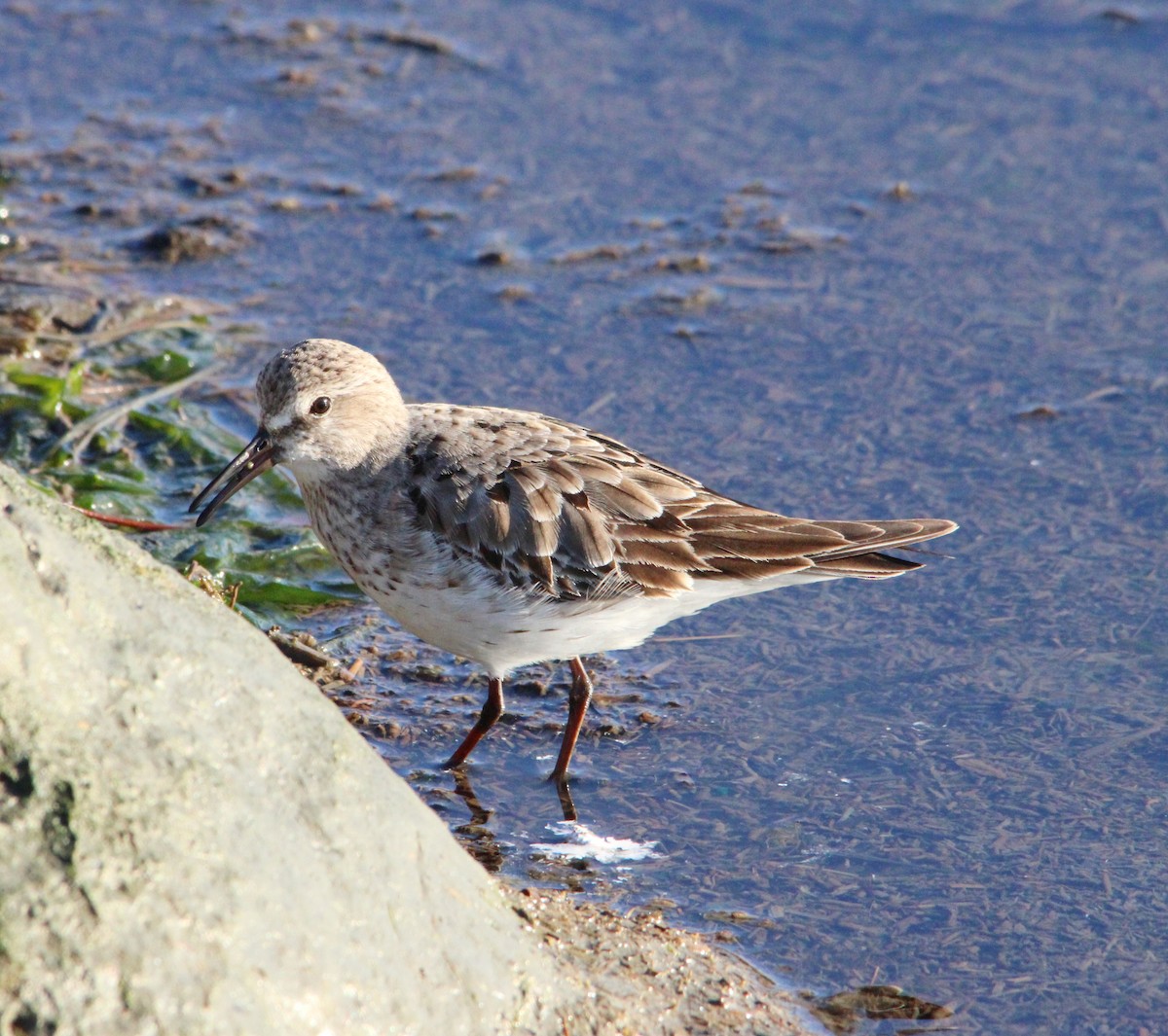 Bonaparte txirria - ML645572087