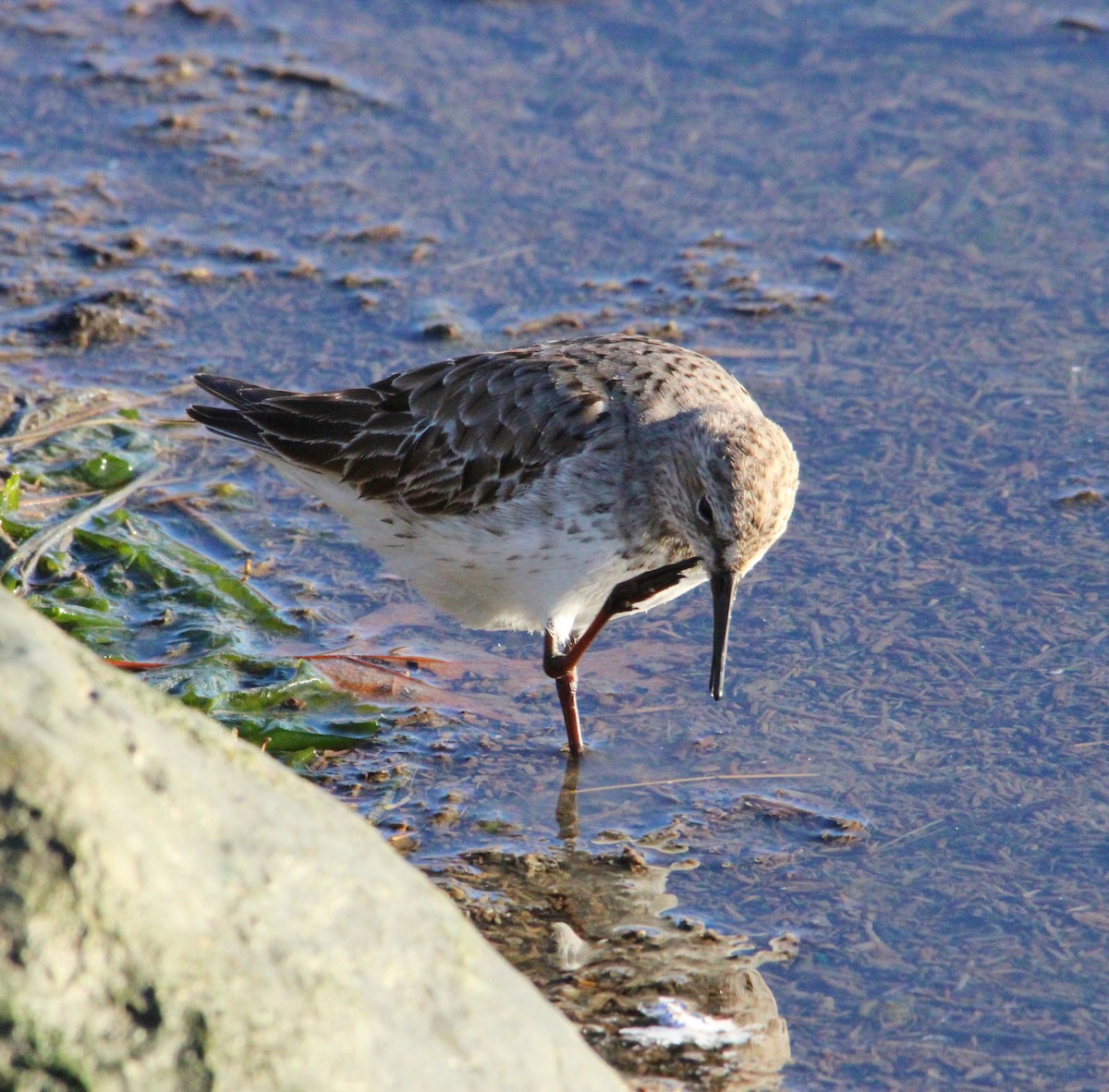 Bonaparte txirria - ML645572088