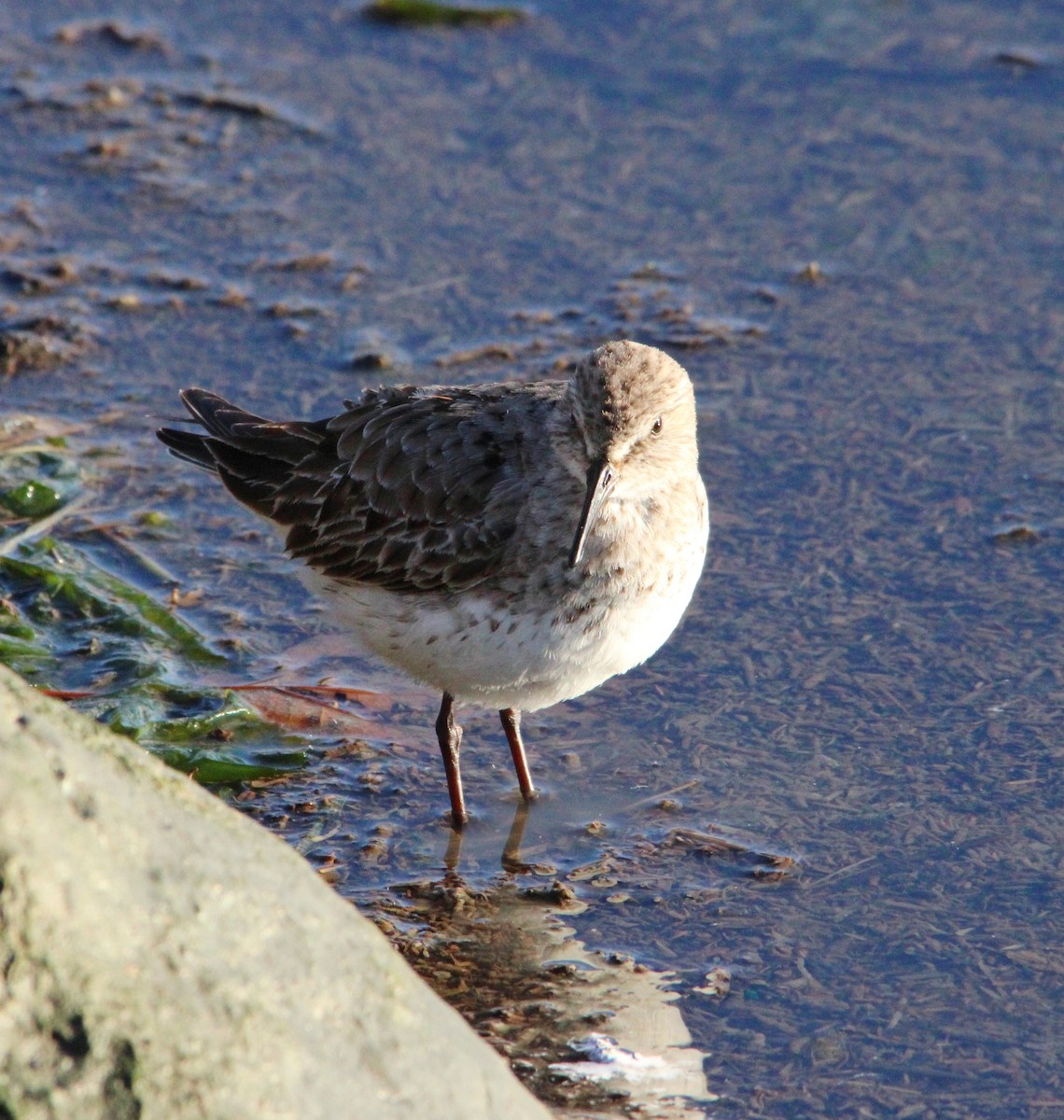 Bonaparte txirria - ML645572089