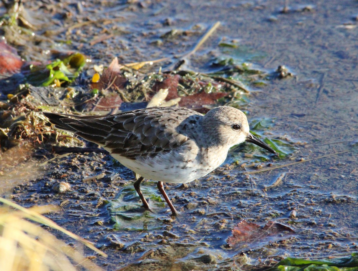 Bonaparte txirria - ML645572090