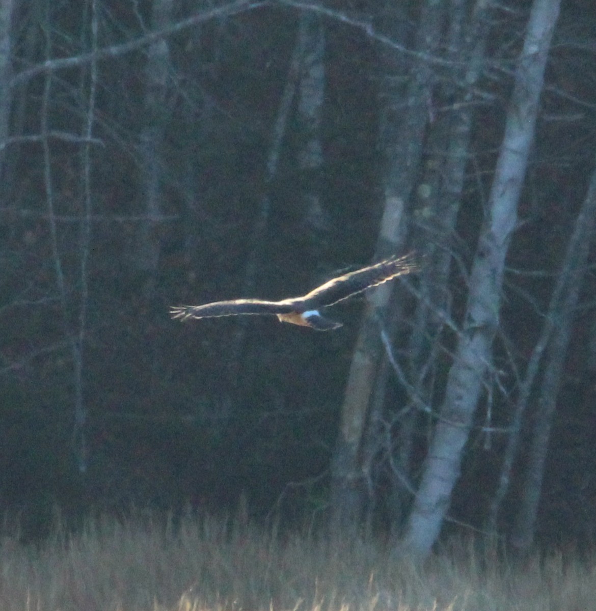 Mirotz zuri iparramerikarra - ML645572095