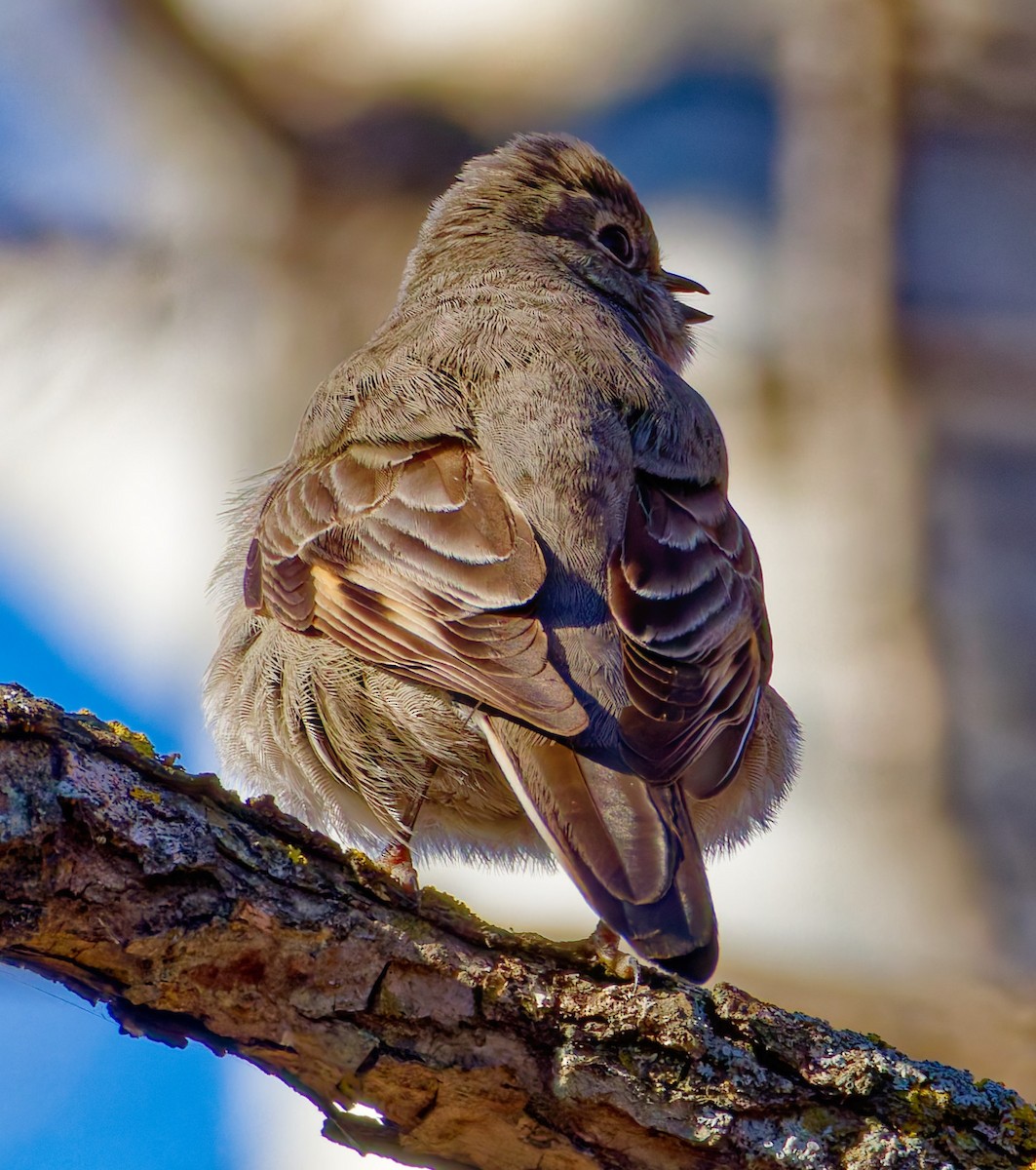 Townsend's Solitaire - ML645572104
