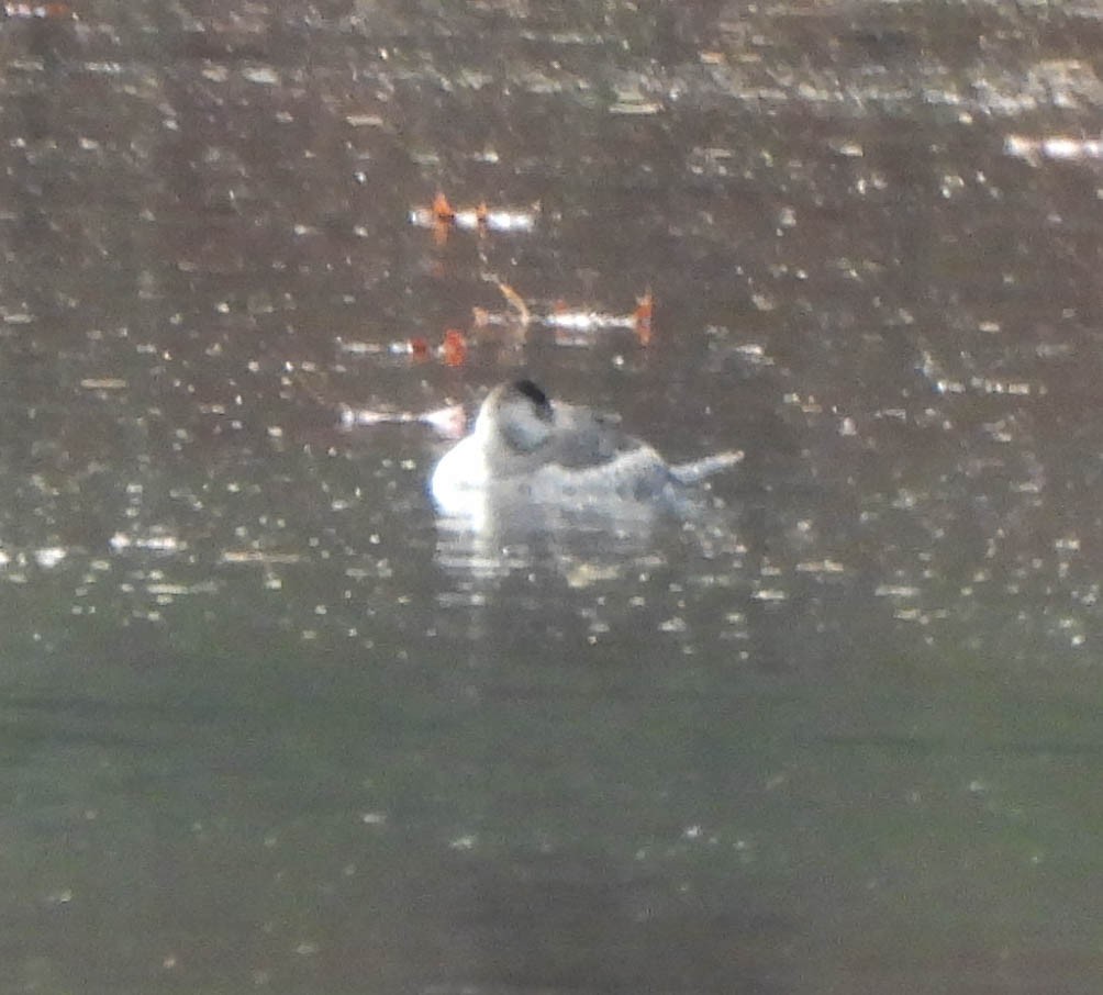 Ruddy Duck - ML645572114