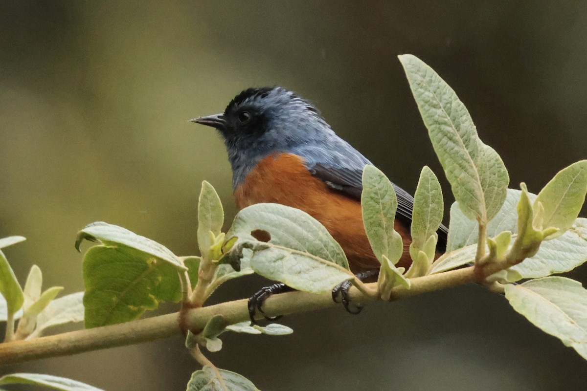 Blue-backed Conebill - ML645572122