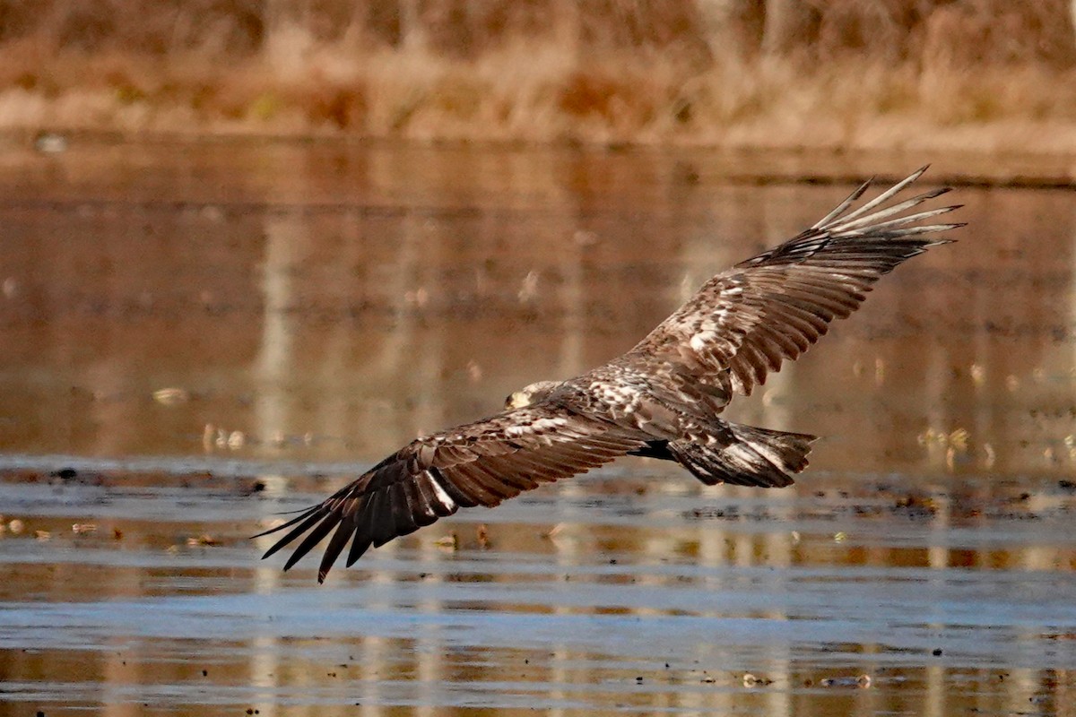 Bald Eagle - ML645572124