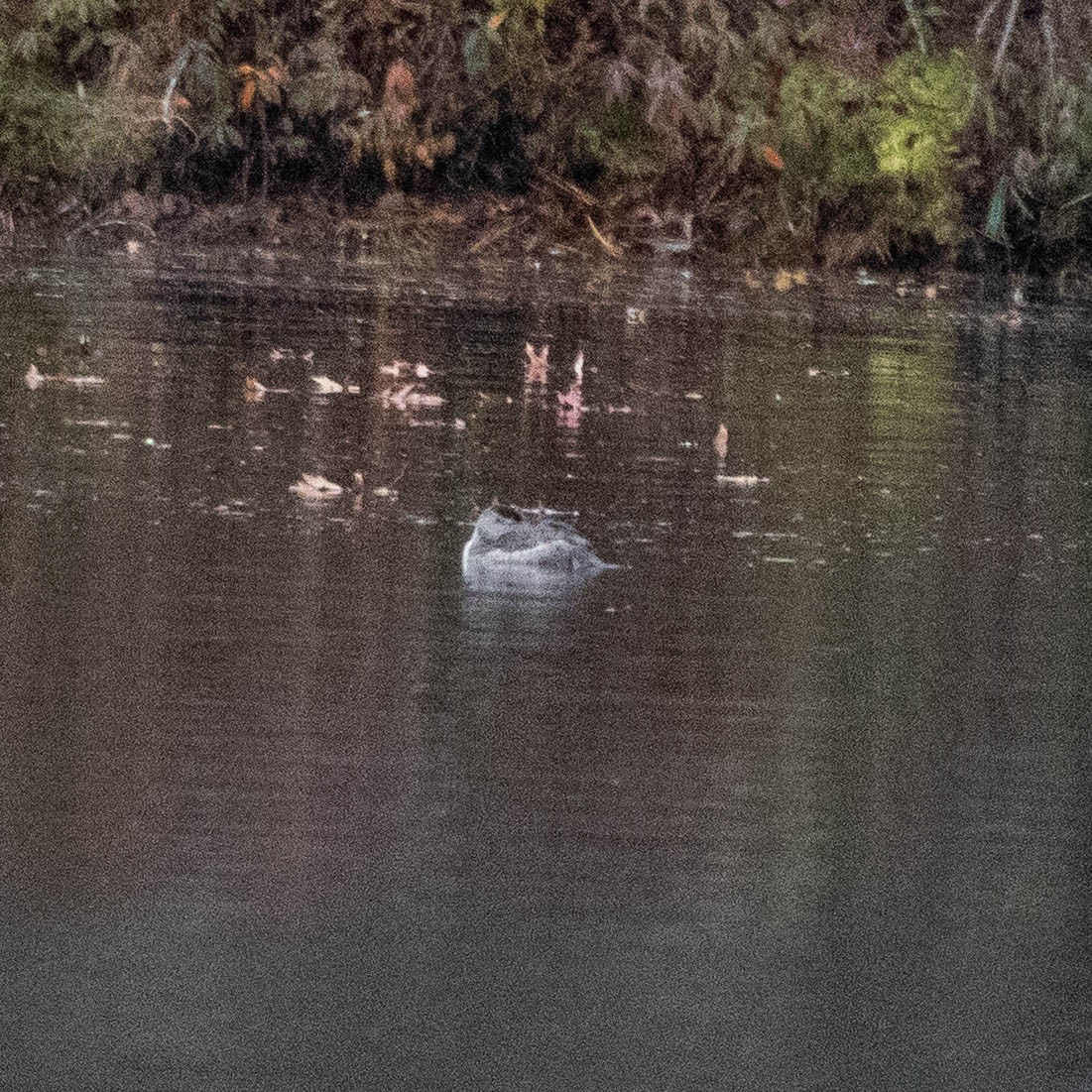 Ruddy Duck - ML645572125