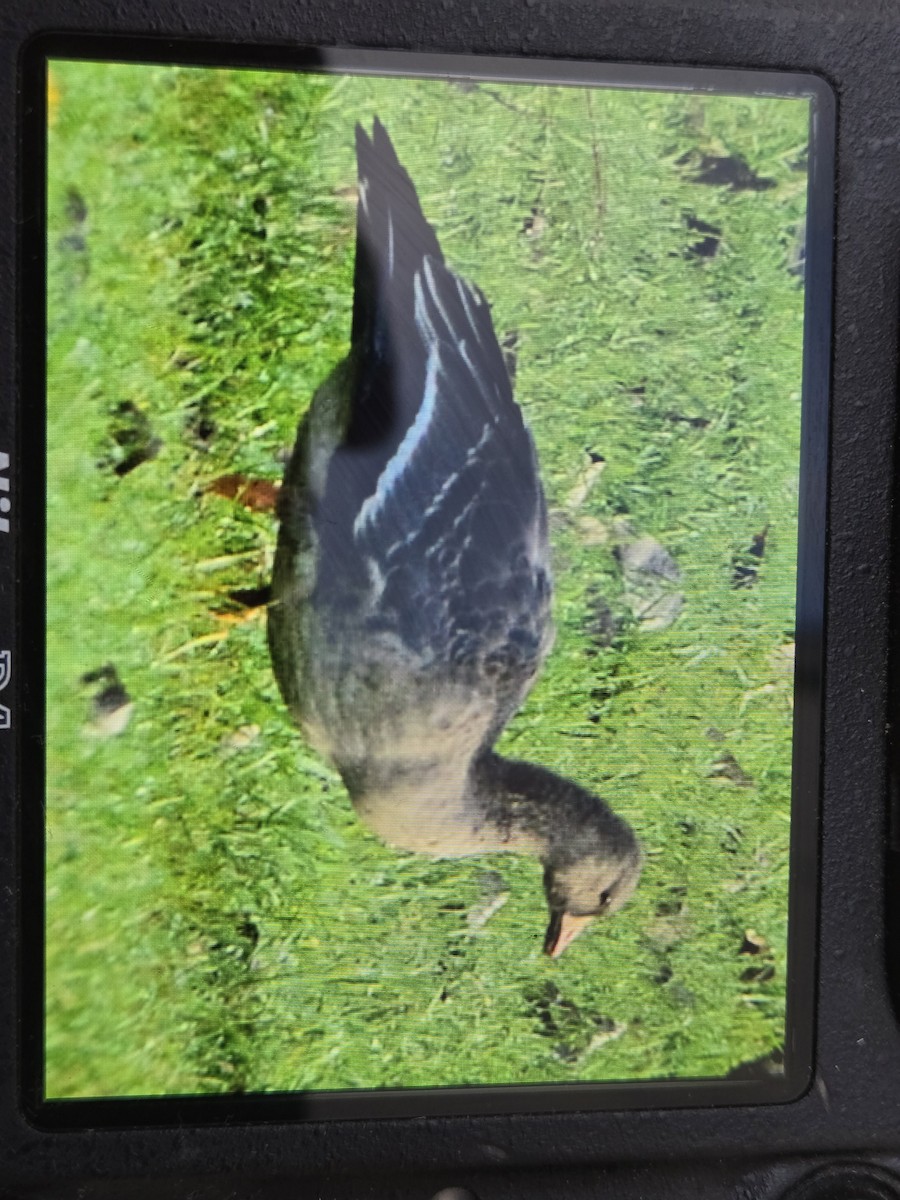 Greater White-fronted Goose - ML645572141
