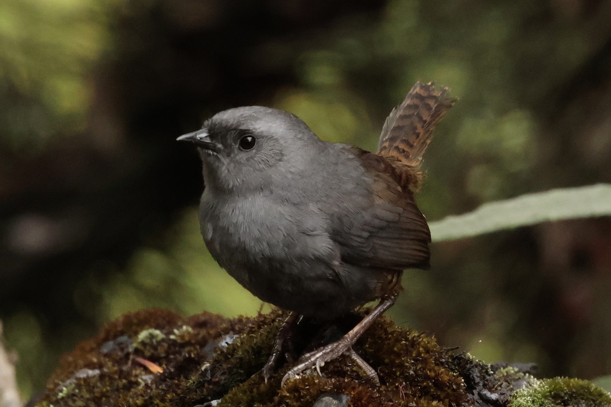 Jalca Tapaculo - ML645572146
