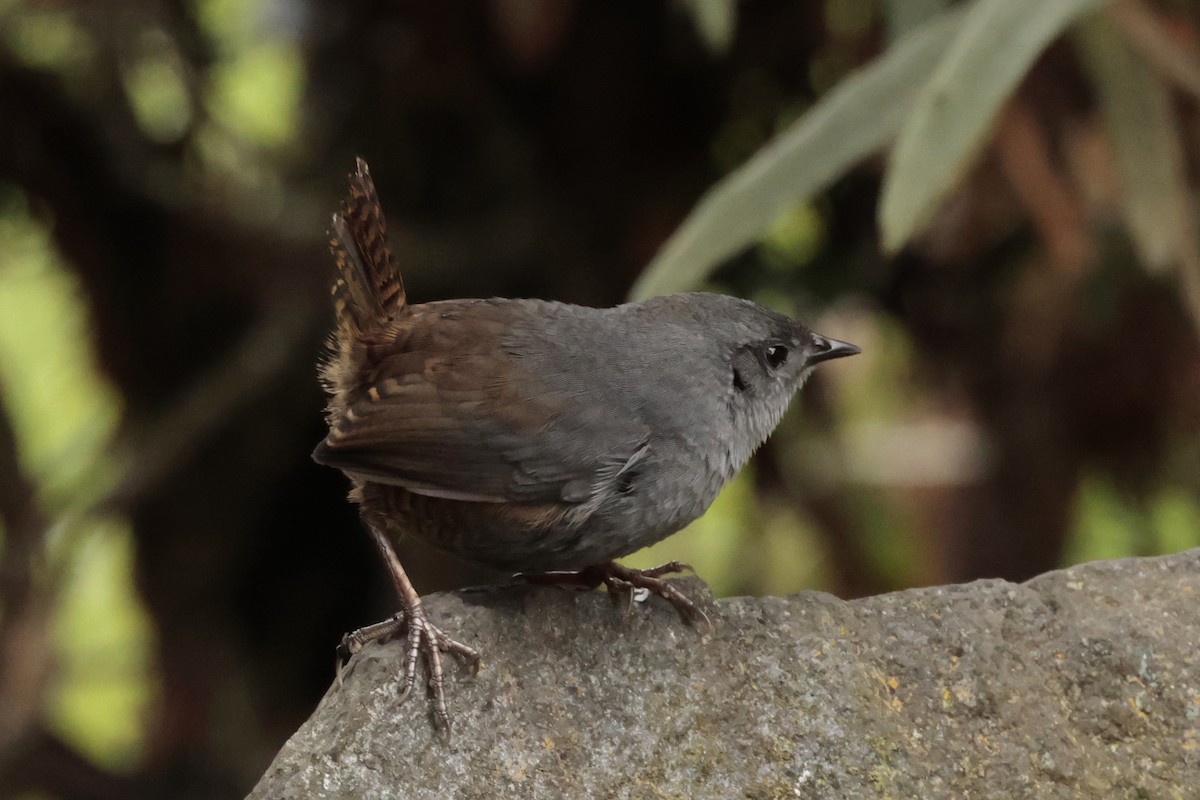 Jalca Tapaculo - ML645572147