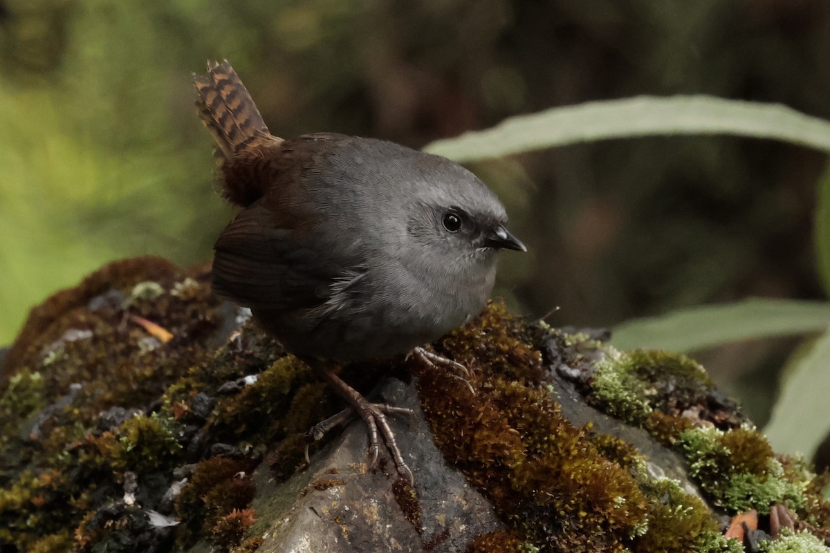 Jalca Tapaculo - ML645572148