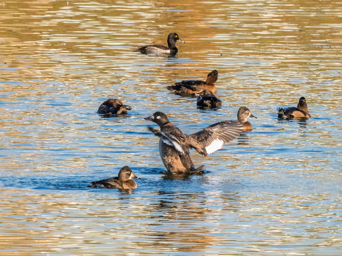 turpan kanadský - ML645572150