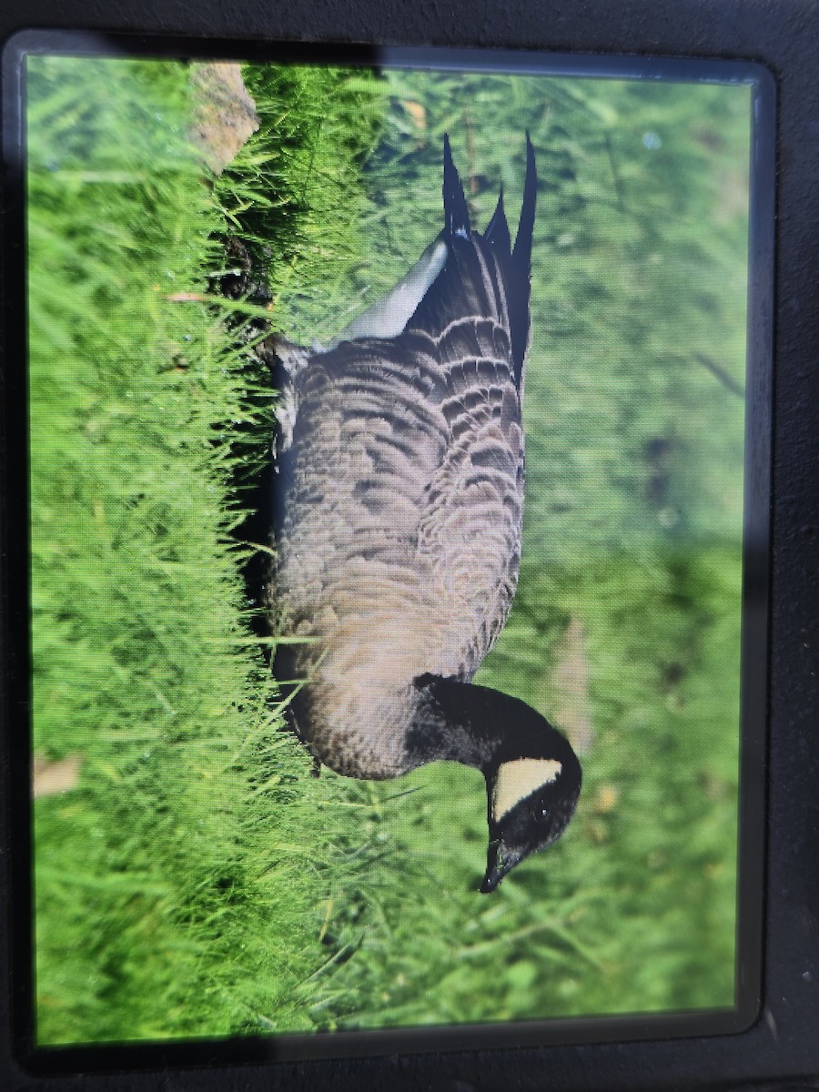 Cackling Goose - ML645572155