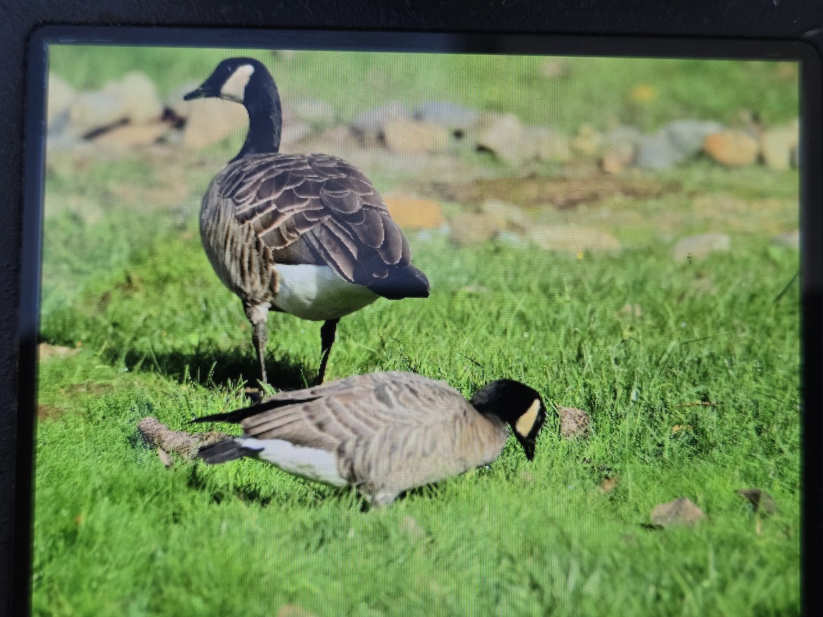 Cackling Goose - ML645572156