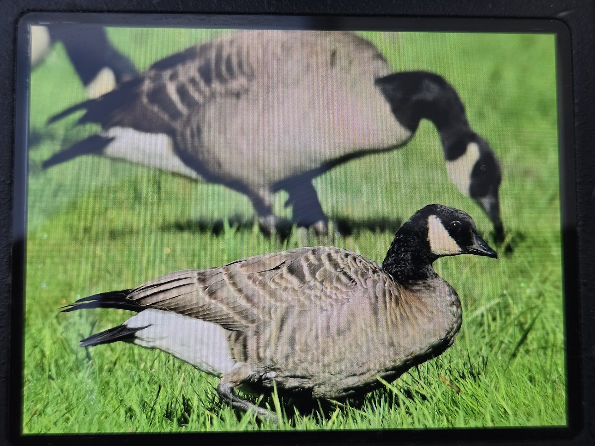 Cackling Goose - ML645572157