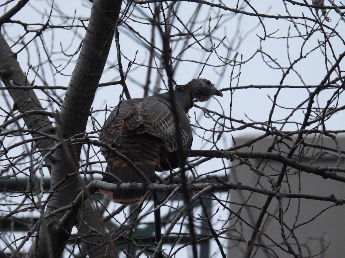 Wild Turkey - ML645572159