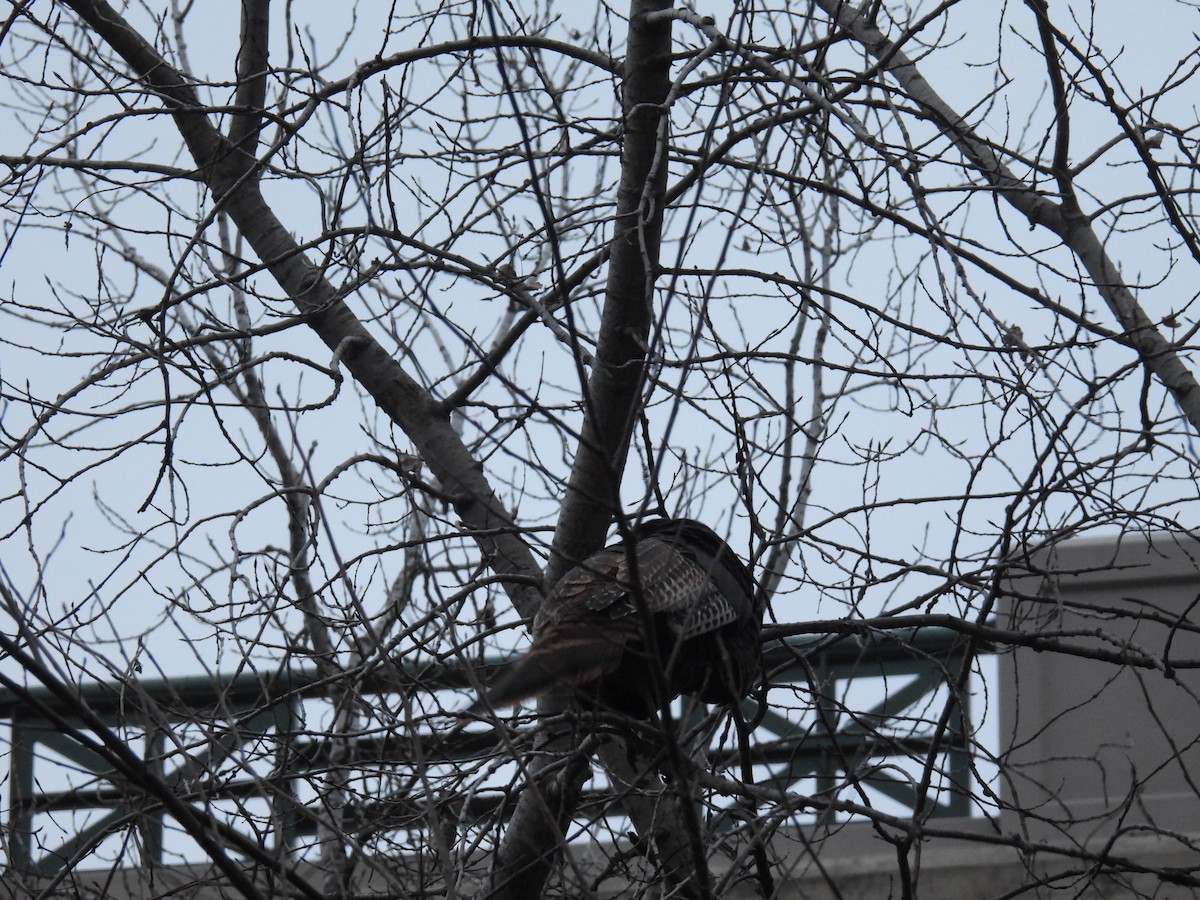 Wild Turkey - ML645572160