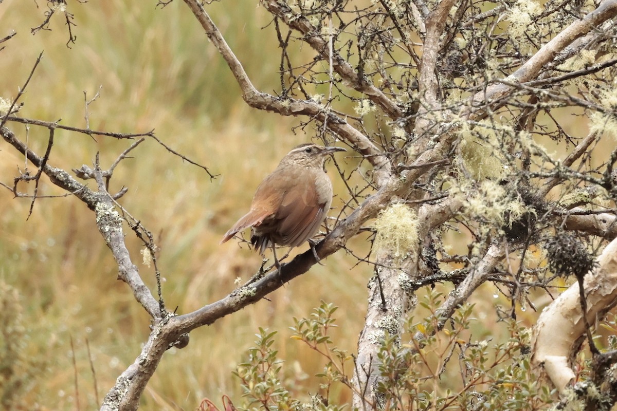 Bandurrita Estriada - ML645572163