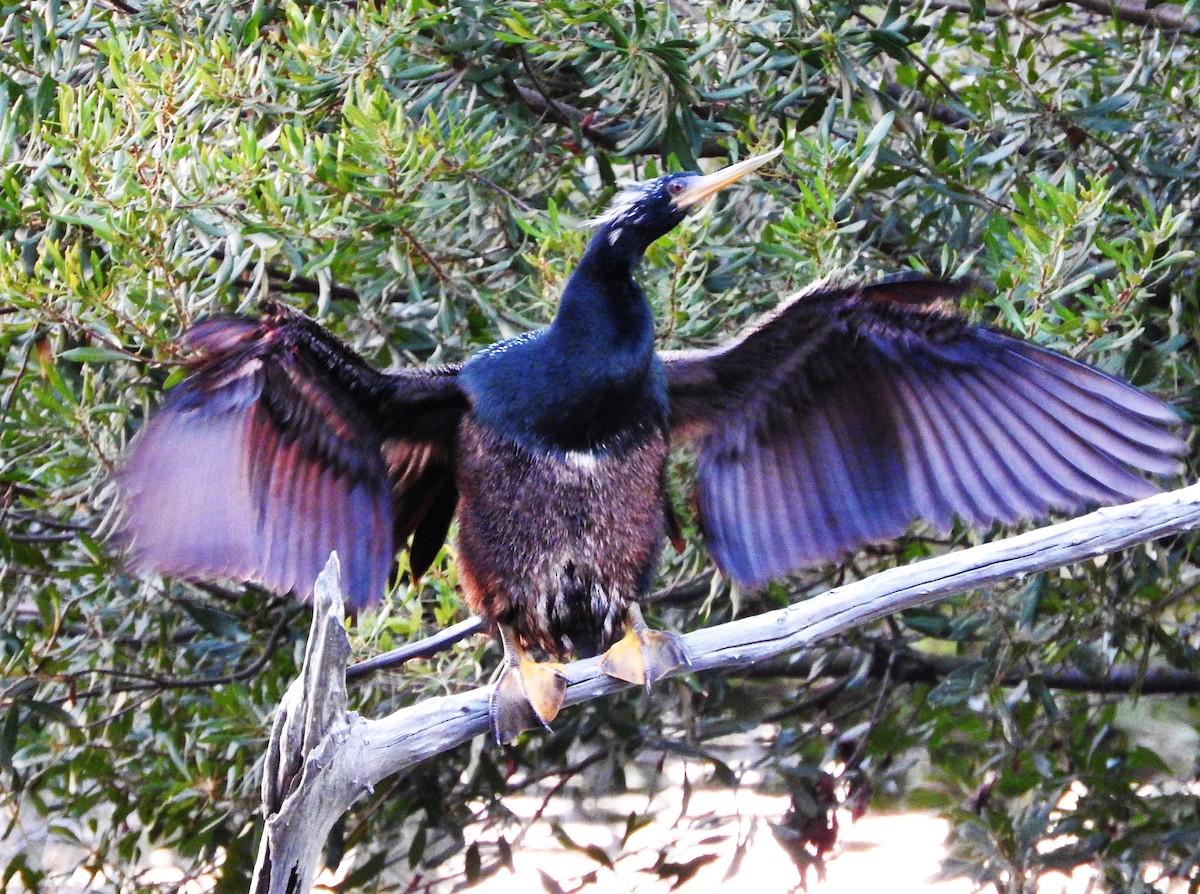 Anhinga - ML645572172
