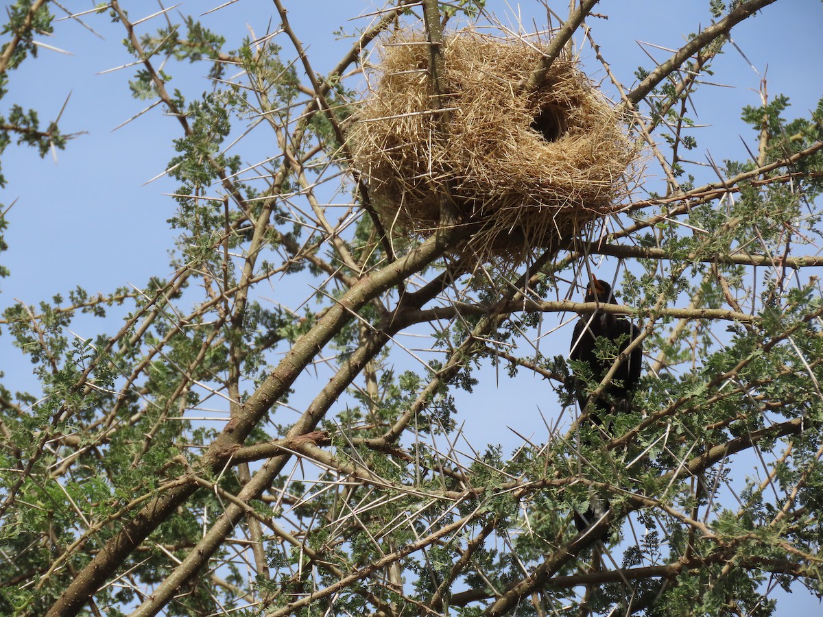 Irrisor à cimeterre - ML645572176
