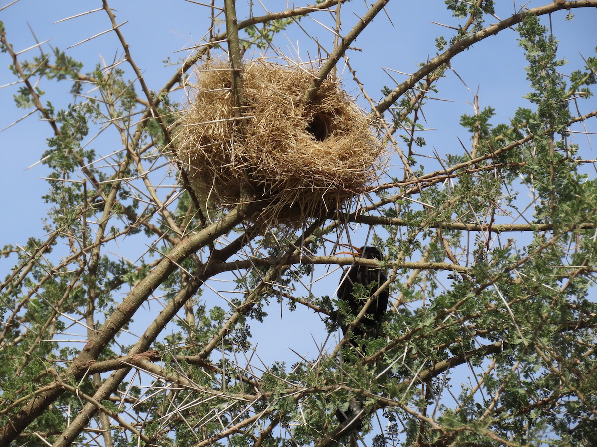 Irrisor à cimeterre - ML645572177