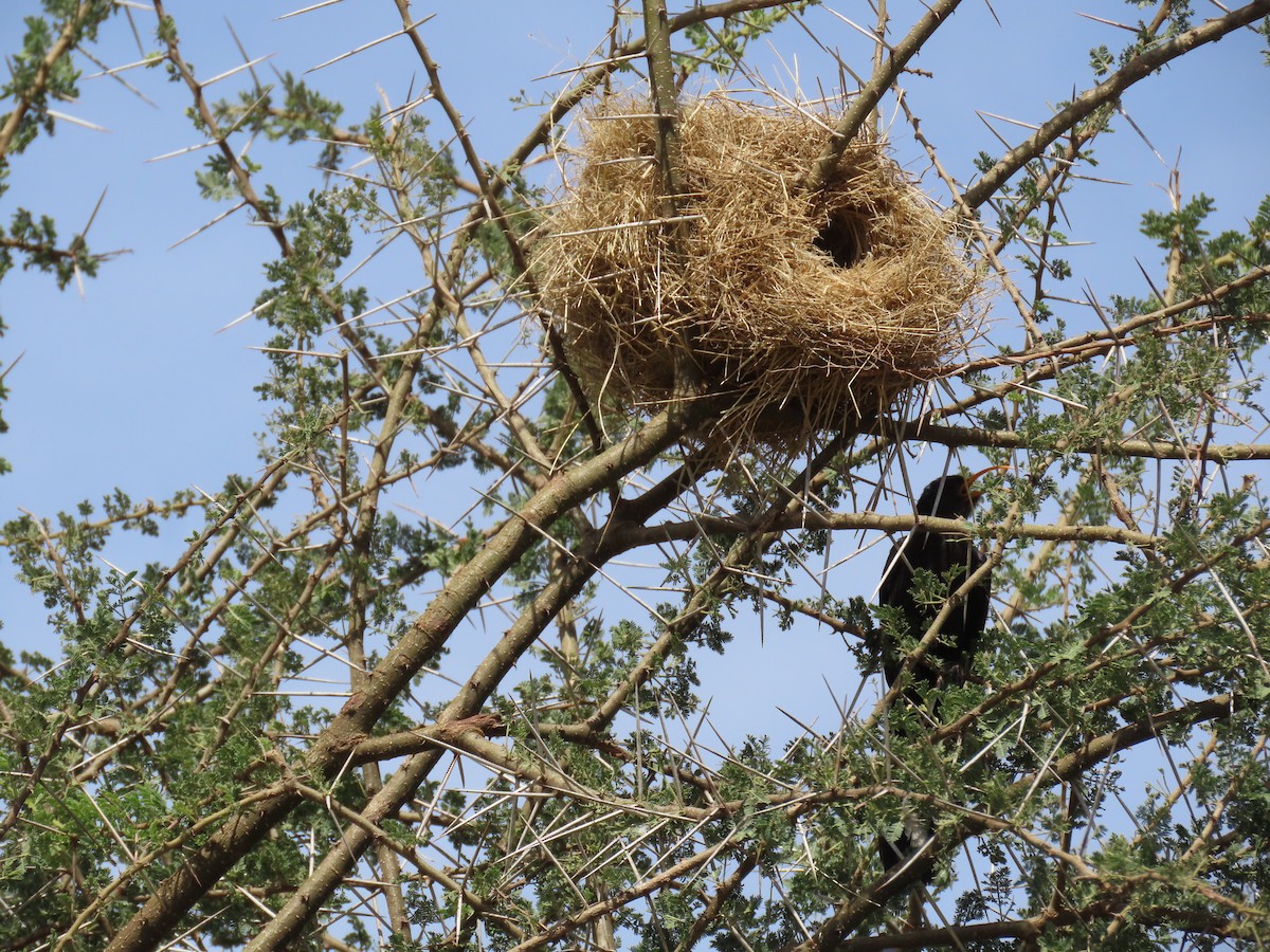Irrisor à cimeterre - ML645572178