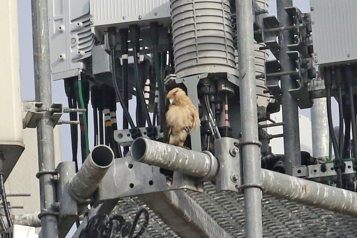 čimango žlutavý - ML645572187