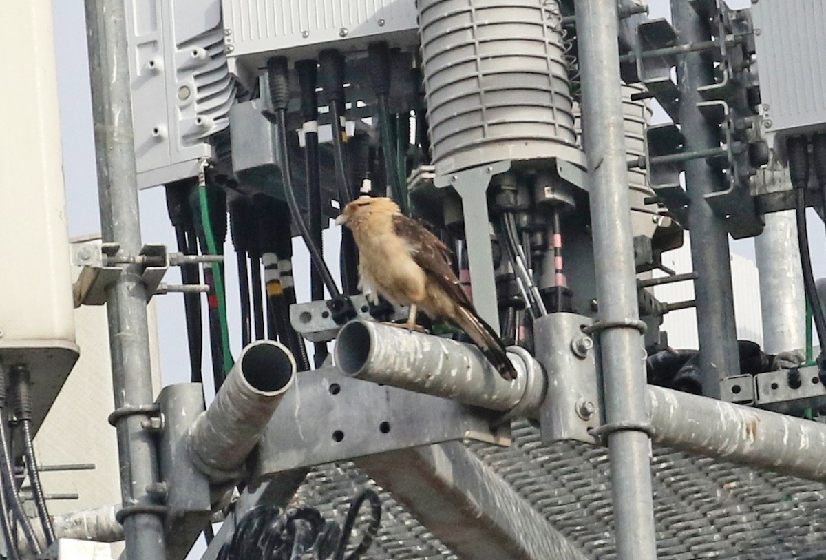 čimango žlutavý - ML645572190