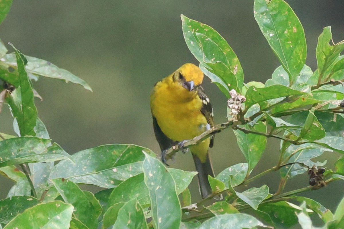 Flame-colored Tanager - ML645572191