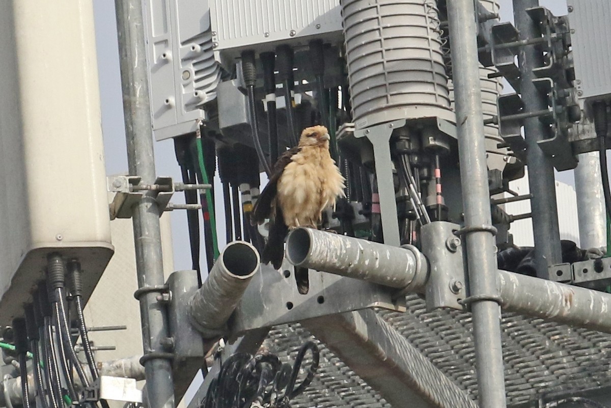 čimango žlutavý - ML645572192