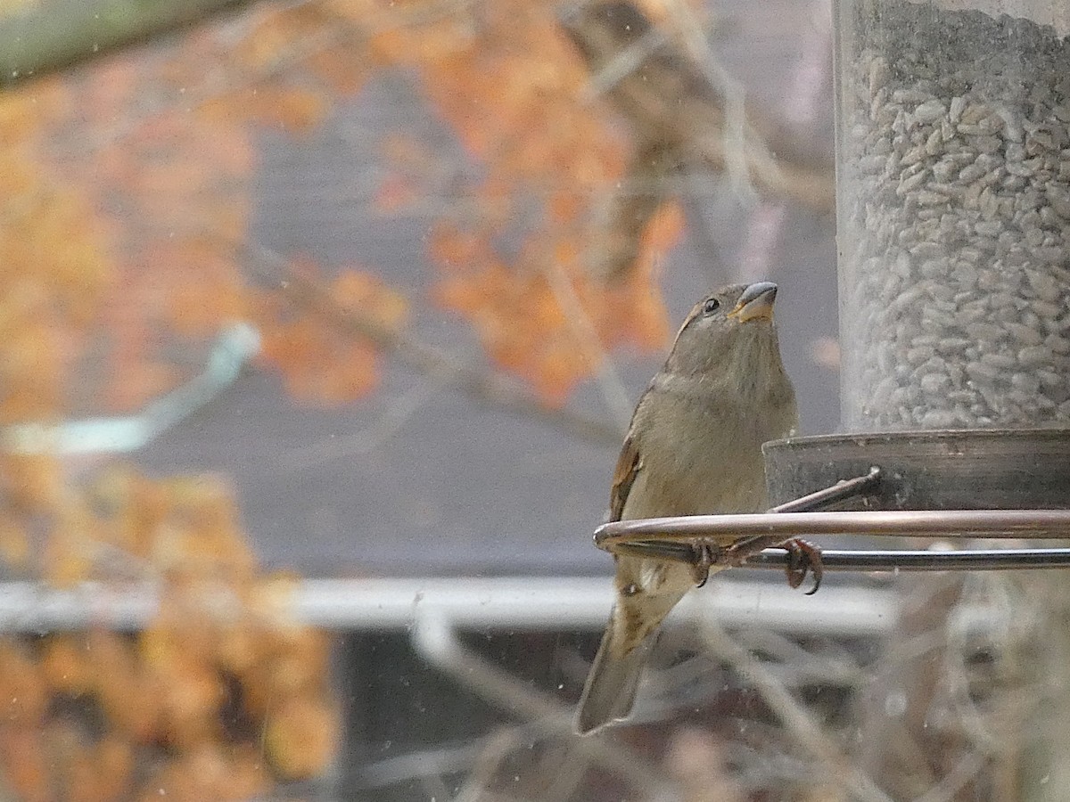 דרור הבית - ML645572217