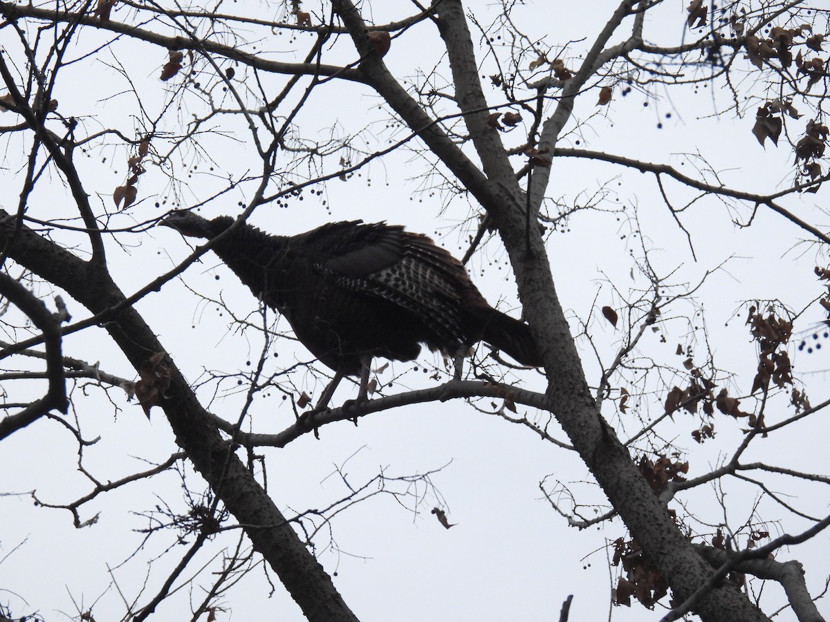 Wild Turkey - ML645572222