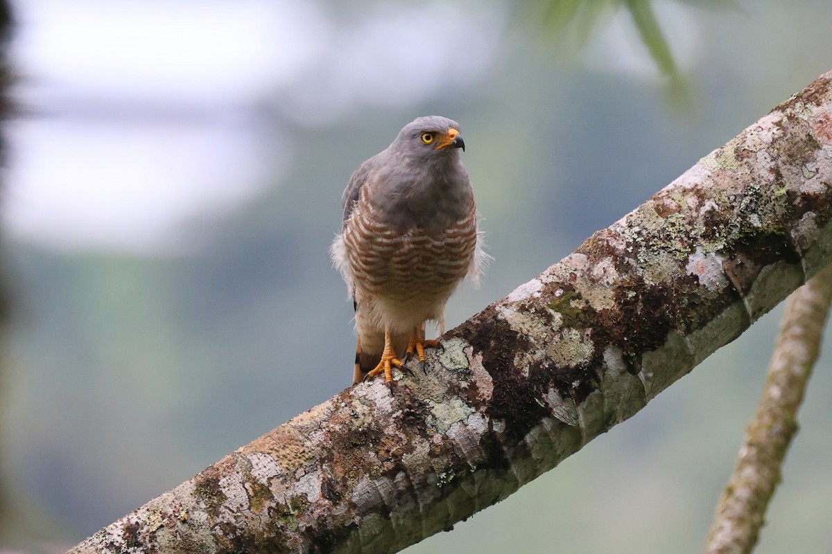 Yol Şahini - ML645572228