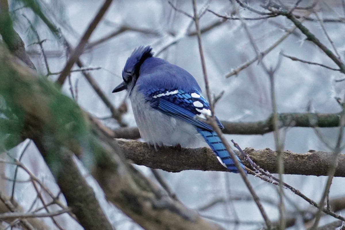 Blue Jay - ML645572244