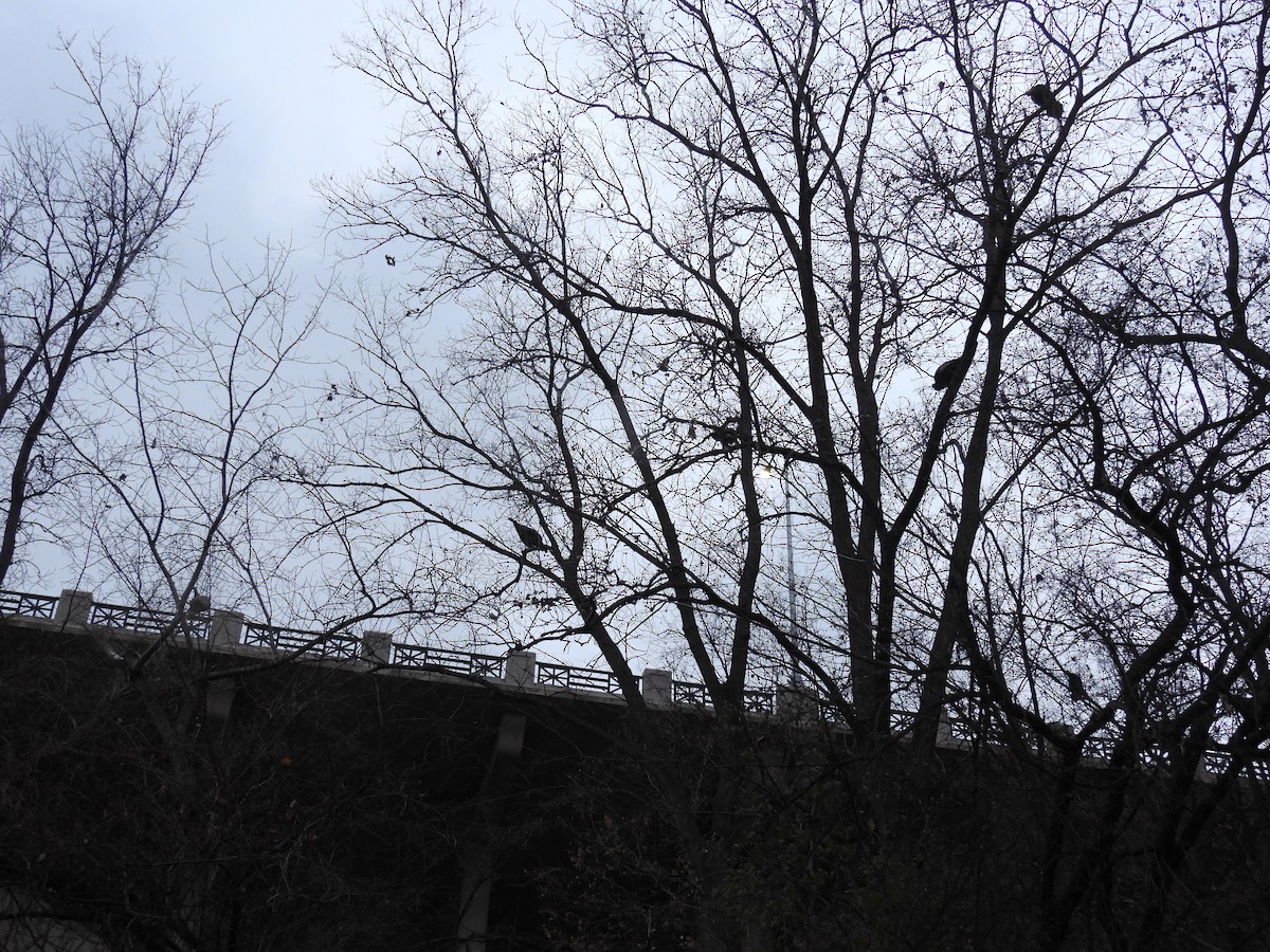 Wild Turkey - ML645572246