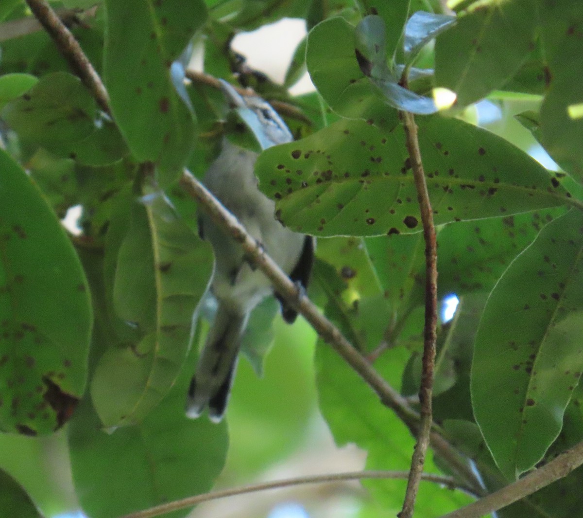 Kara Başlı Karıncaçıvgını - ML645572247