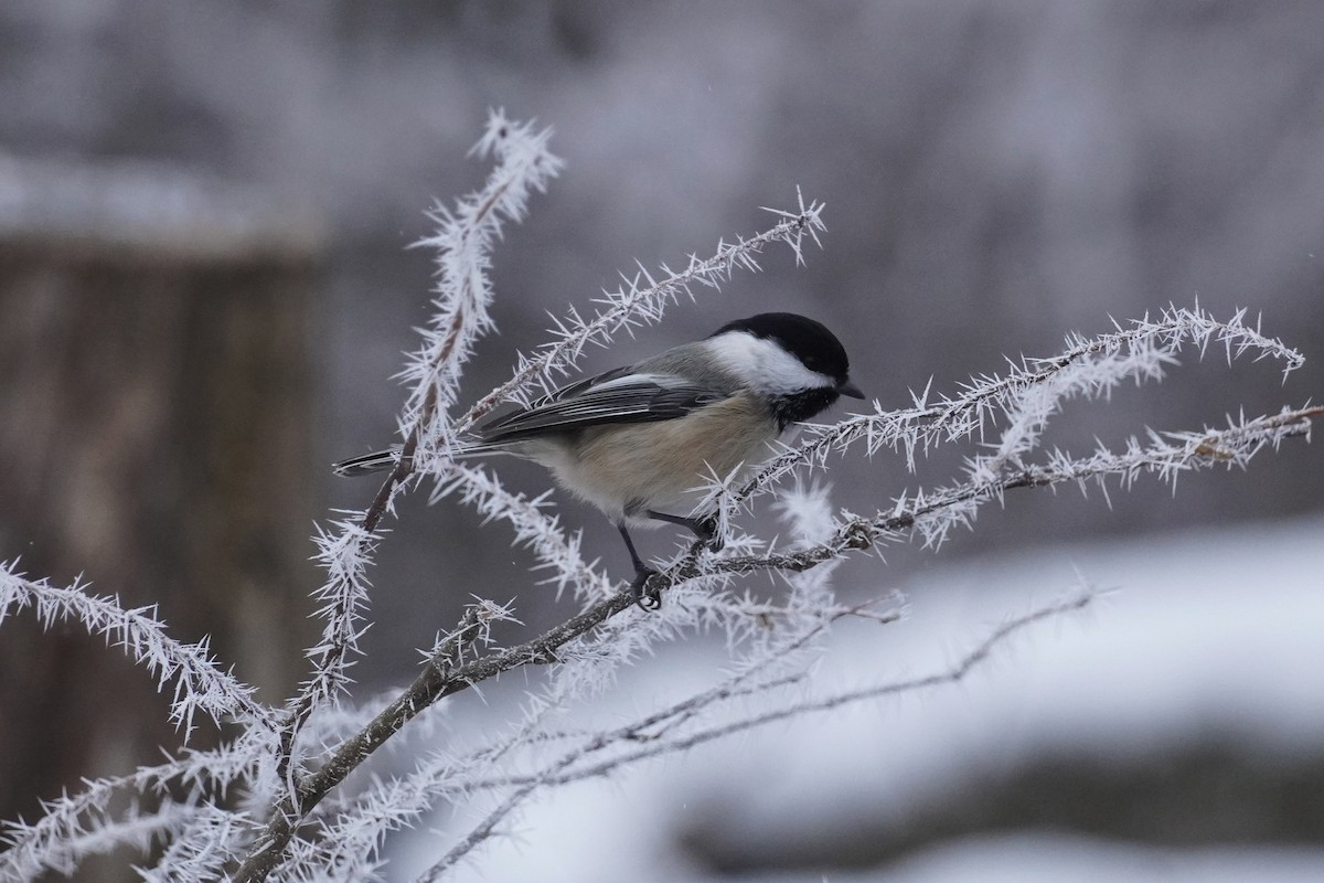 Black-capped Chickadee - ML645572254