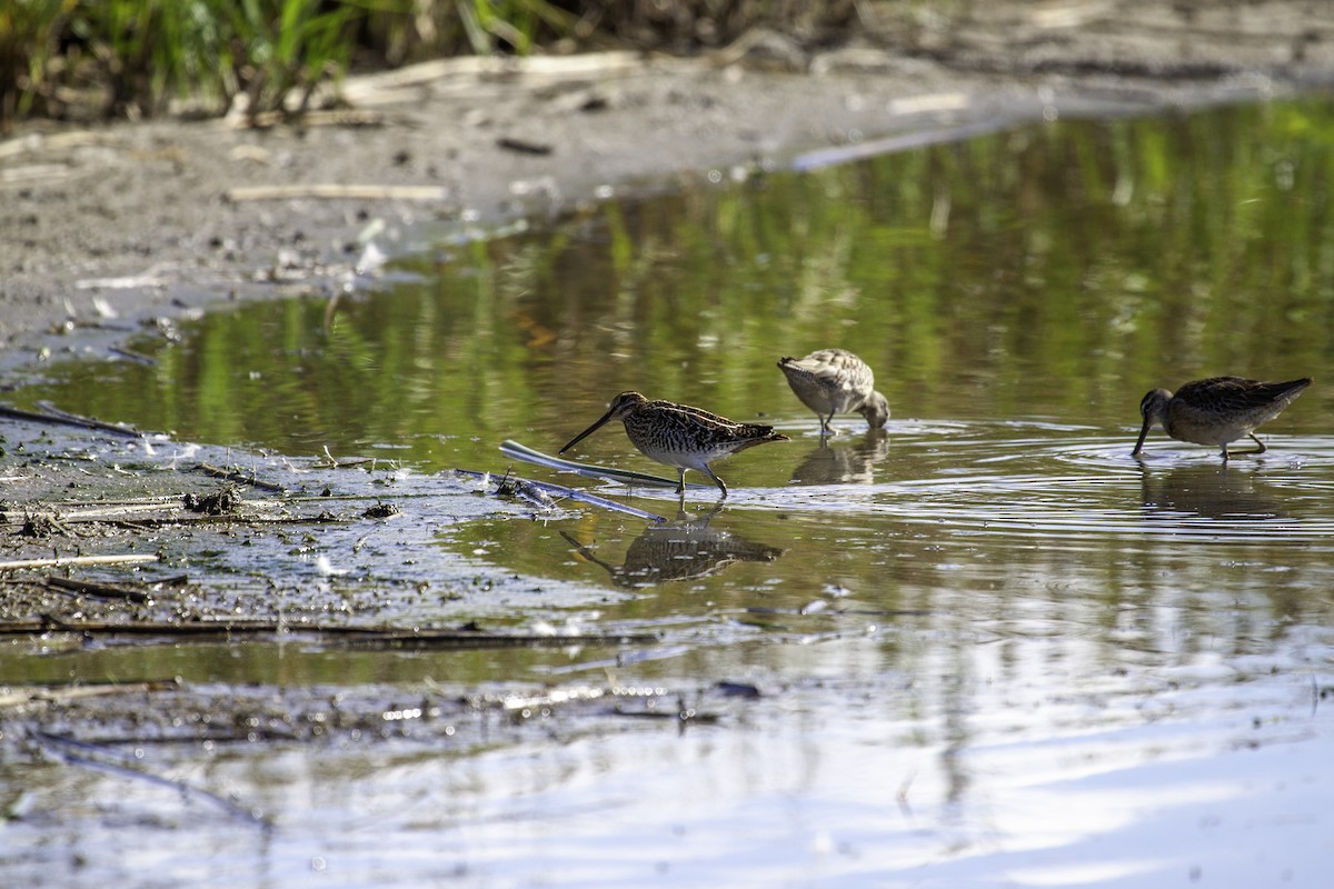 Wilson's Snipe - ML645572255