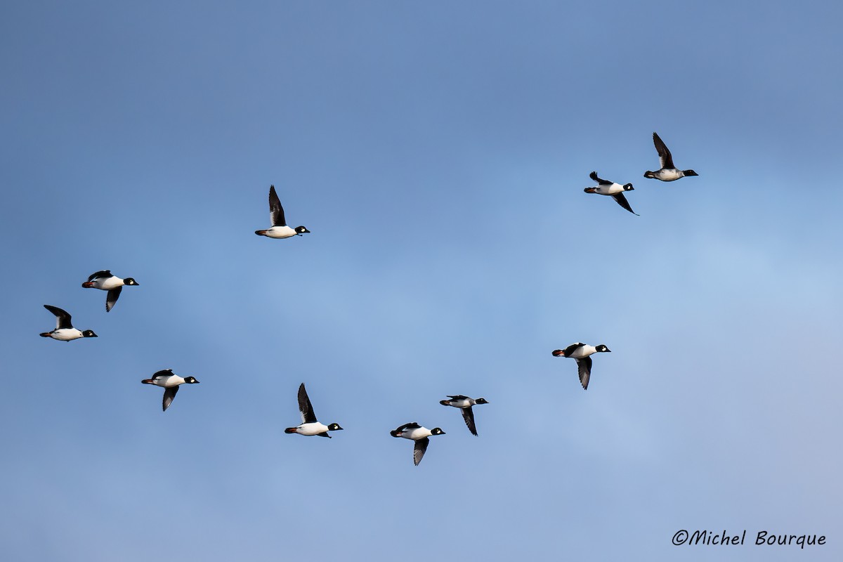 鵲鴨 - ML645572261