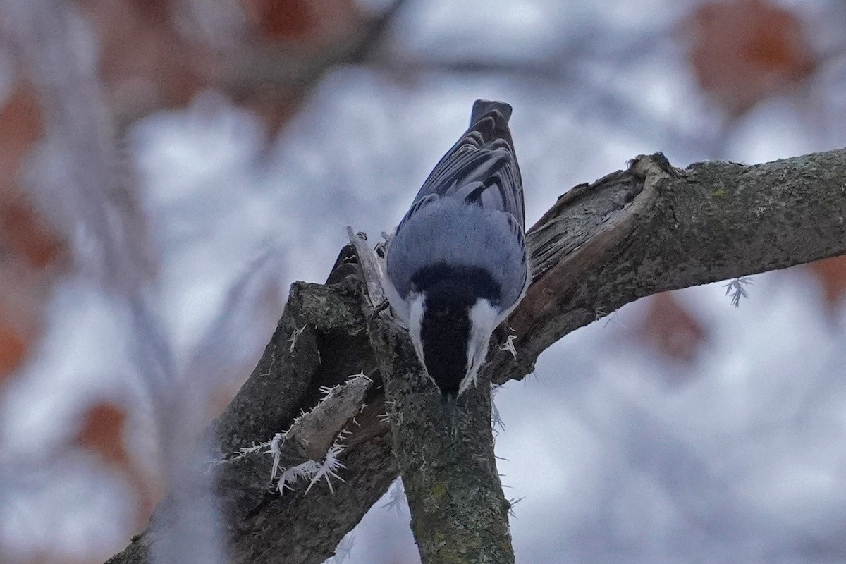 White-breasted Nuthatch - ML645572267