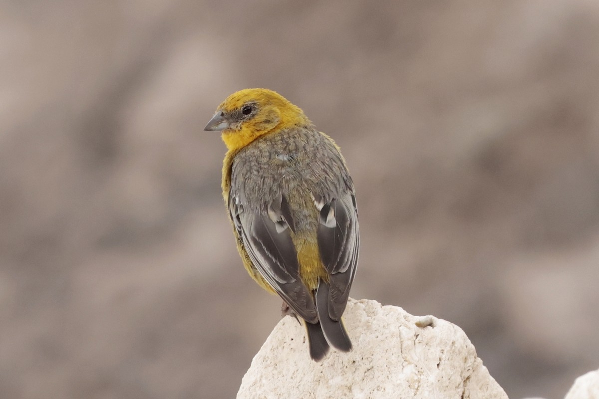 キゴシキンノジコ - ML645572269